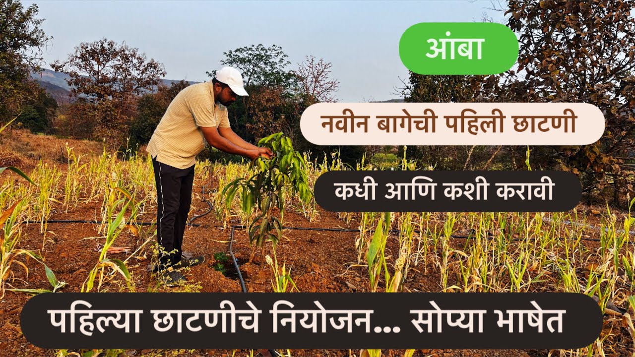 आंबा बागेची पहिली छाटनी कशी करावी . छाटनीचे फायदे. Mango Pruning . 