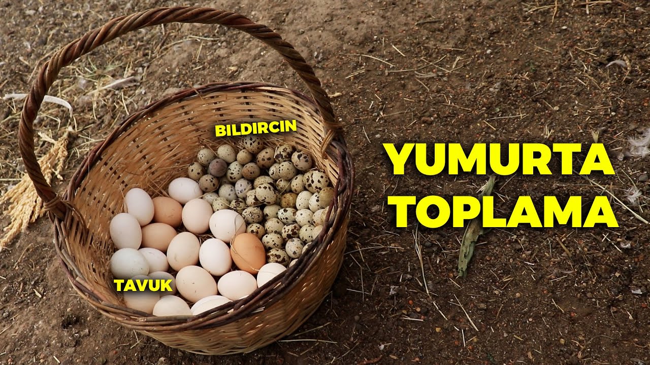 sabah yumurta toplama rutinim - göle gittim - yabani keklik yavruları