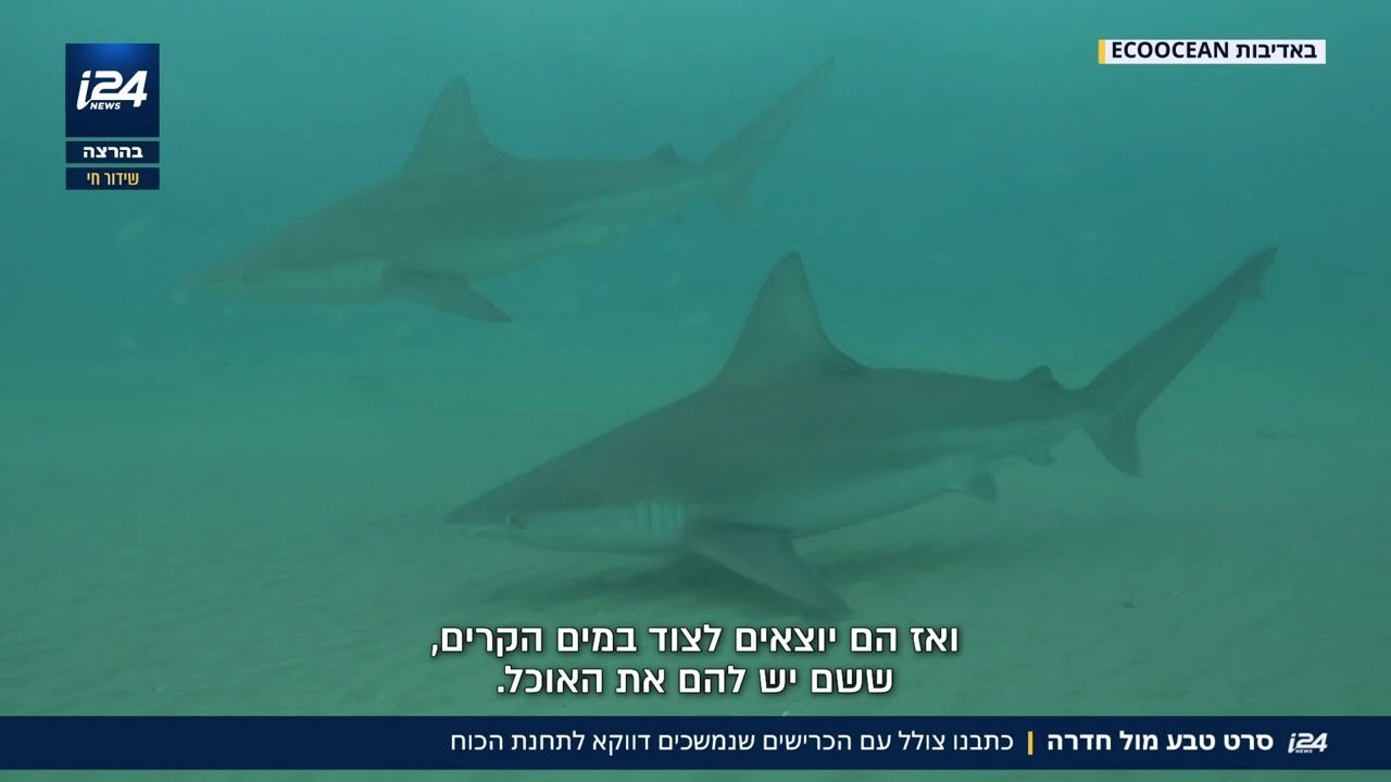 מנסים לפצח את התופעה: כתבנו עם החוקרים שרוצים להבין - למה הכרישים חוזרים שוב ושוב לתחנת הכוח בחדרה?