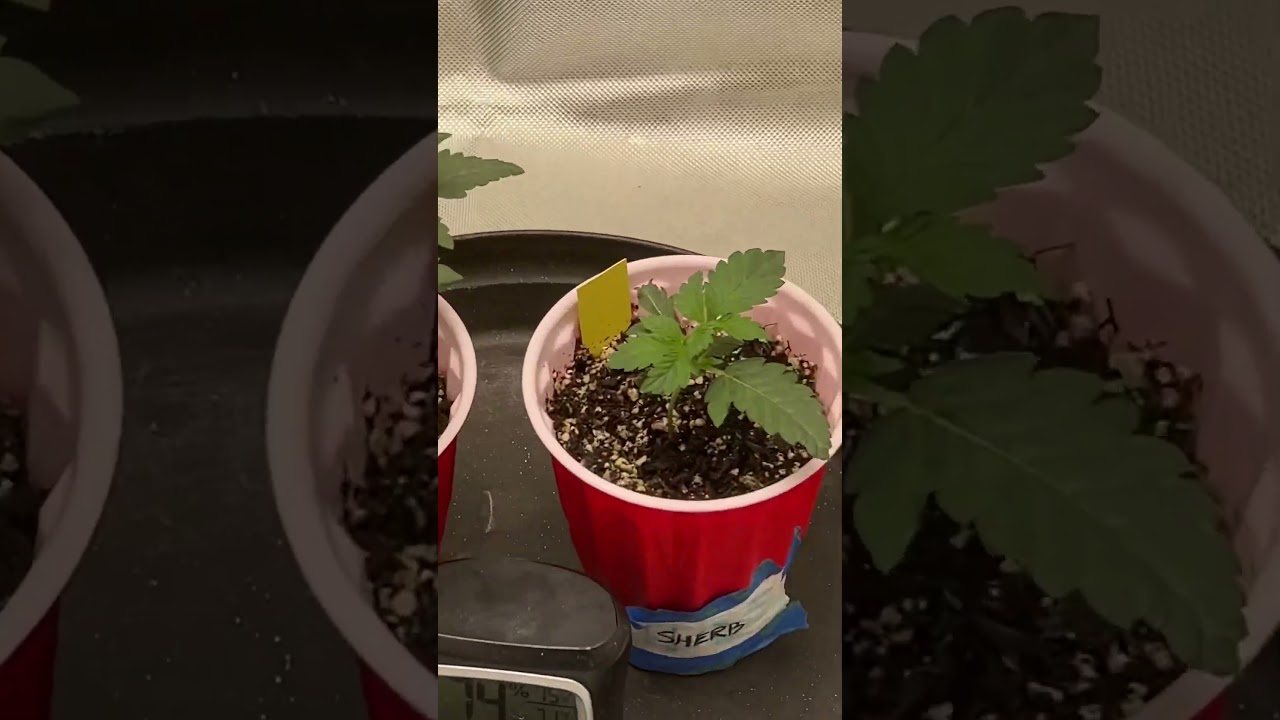 Week 2 Cannabis Veg🌿100k & Sherbadelic by Exotic Genetix😎