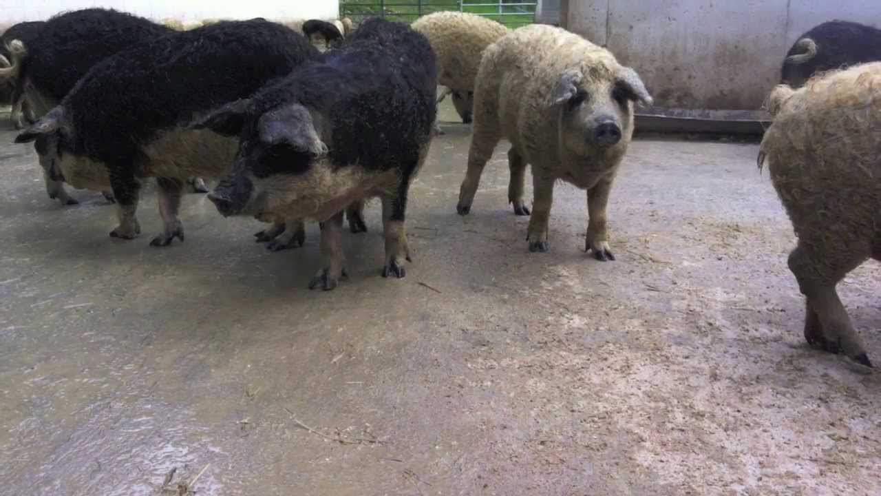 The Modern at Mosefund Mangalitsa Farm