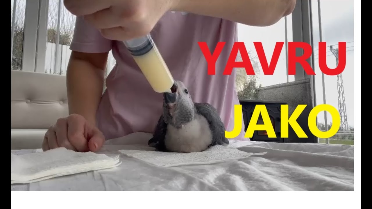 Jako Papağan Yavru Jako Bakımı Nasıl Yapılır (Parrot,Jack Parrot,Birds,Kuşlar)