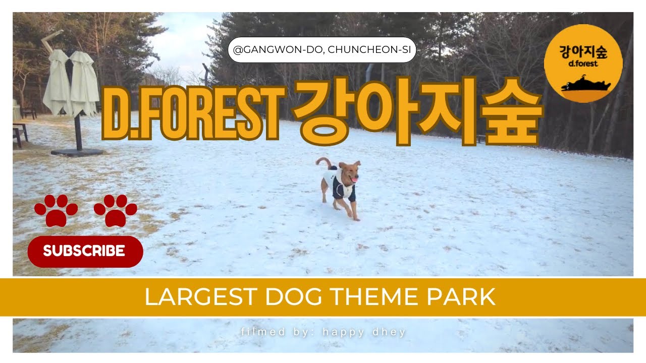 Largest Dog Theme Park in South Korea | Why You Shouldn't Miss a Visit to D.Forest 강아지숲 (ENG SUBS)