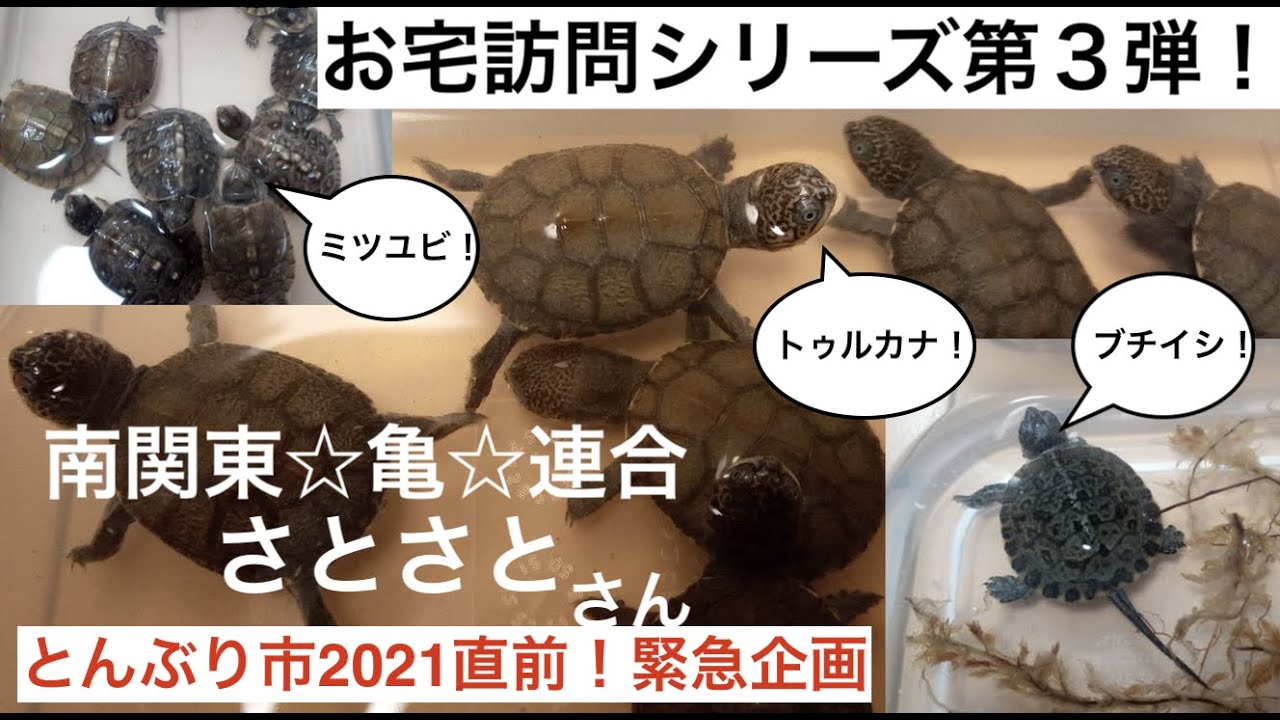 かめぞー☆ちゃんねる　34クラッチ　お宅訪問シリーズ第３弾！南関東☆亀☆連合 さとさとさん