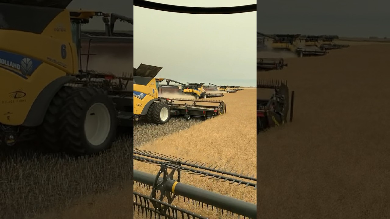 Zbiory rzepaku #rolnictwo #johndeere #rolnictwo #kombajn #rzepak #newholand #kombajn #ciągnik