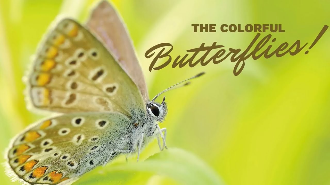 The Colorful Butterflies!