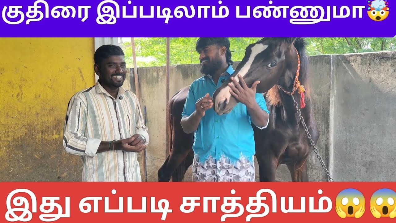 🤯வீட்டில் எப்படி குதிரை வளர்க்குறிங்க?? இது எப்படி சாத்தியம் 😶‍🌫️ #horse #horseriding #home #horses