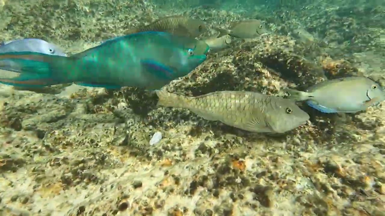 Bonaire onder water