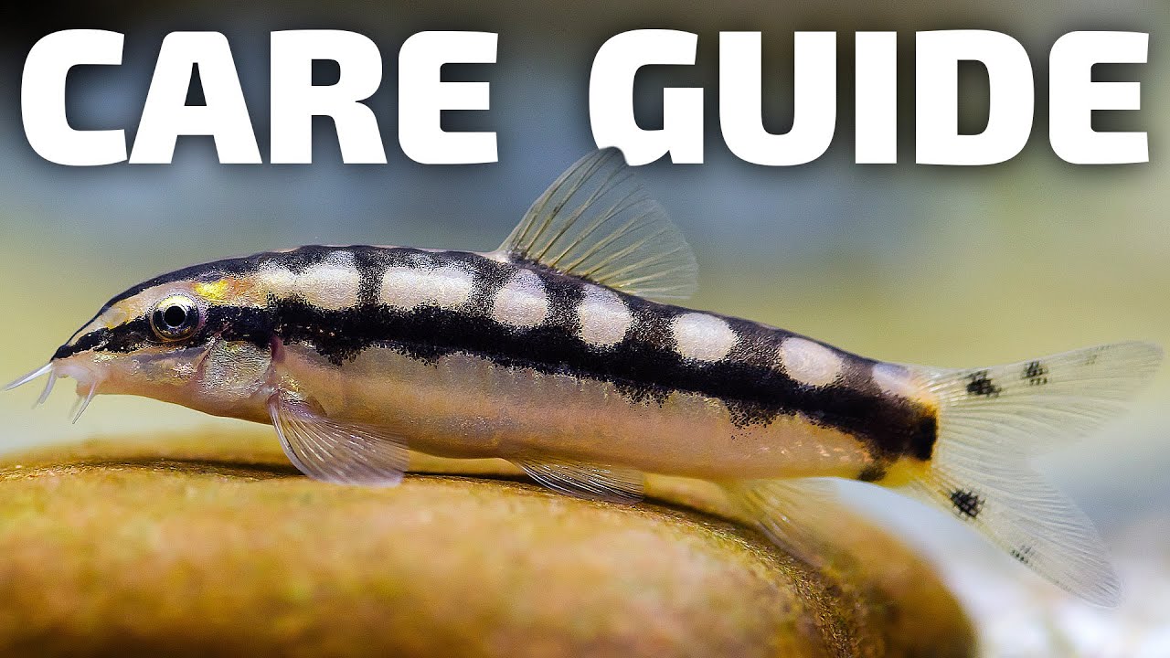 Dwarf Chain Loach Care Guide - Aquarium Co-Op