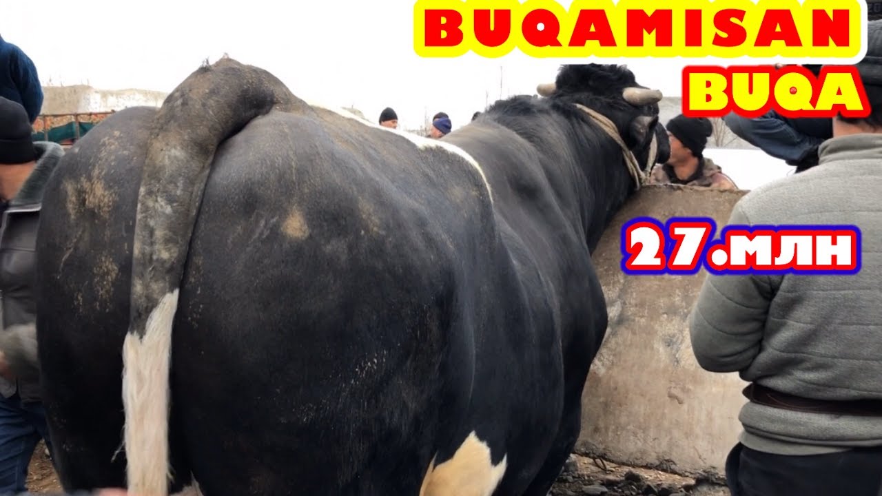 BOGDOD DORMANCHA MOL BOZORI DAXSHAT BUQALAR KIRDI