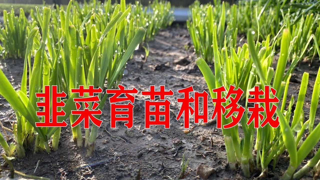 韭菜育苗/移栽/种韭菜/德克萨斯州种韭菜全过程