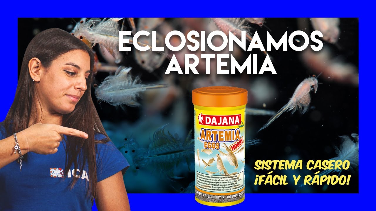 ECLOSIONAR ARTEMIA con sistema casero 🐟