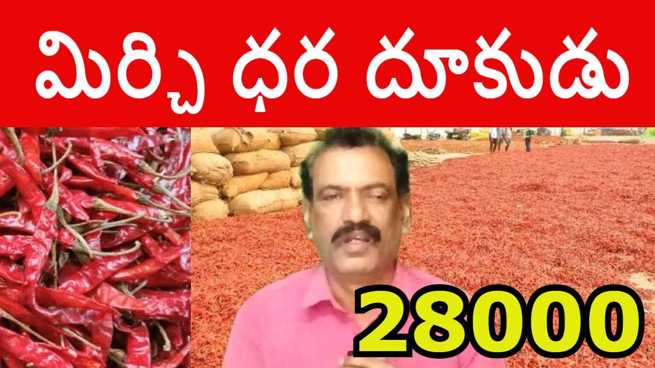 Mirch Crop Report Mirchi Stocks Guntur Mirchi Market Report Mirchi Rate Mirchi Dhara #china