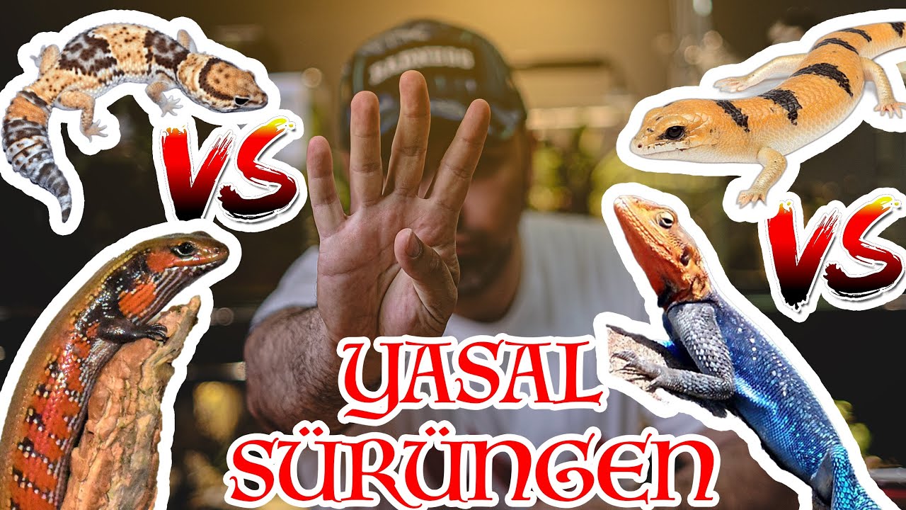 Yasal 4 Sürüngenden Hangisi Sana Daha Uygun? - Karşılaştırma