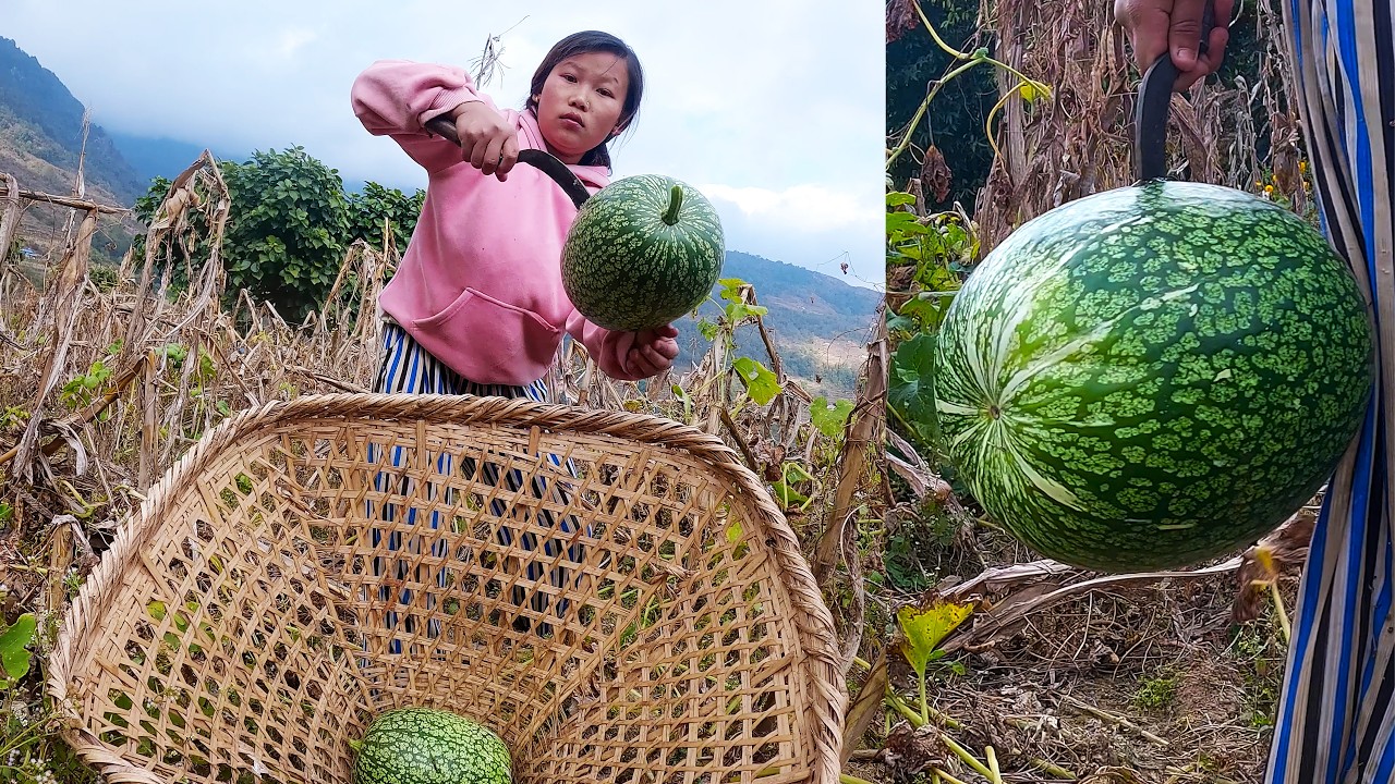 Anita Picking Ash Gourd for pig food@Manjitamrnati @pastorallifeofnepal