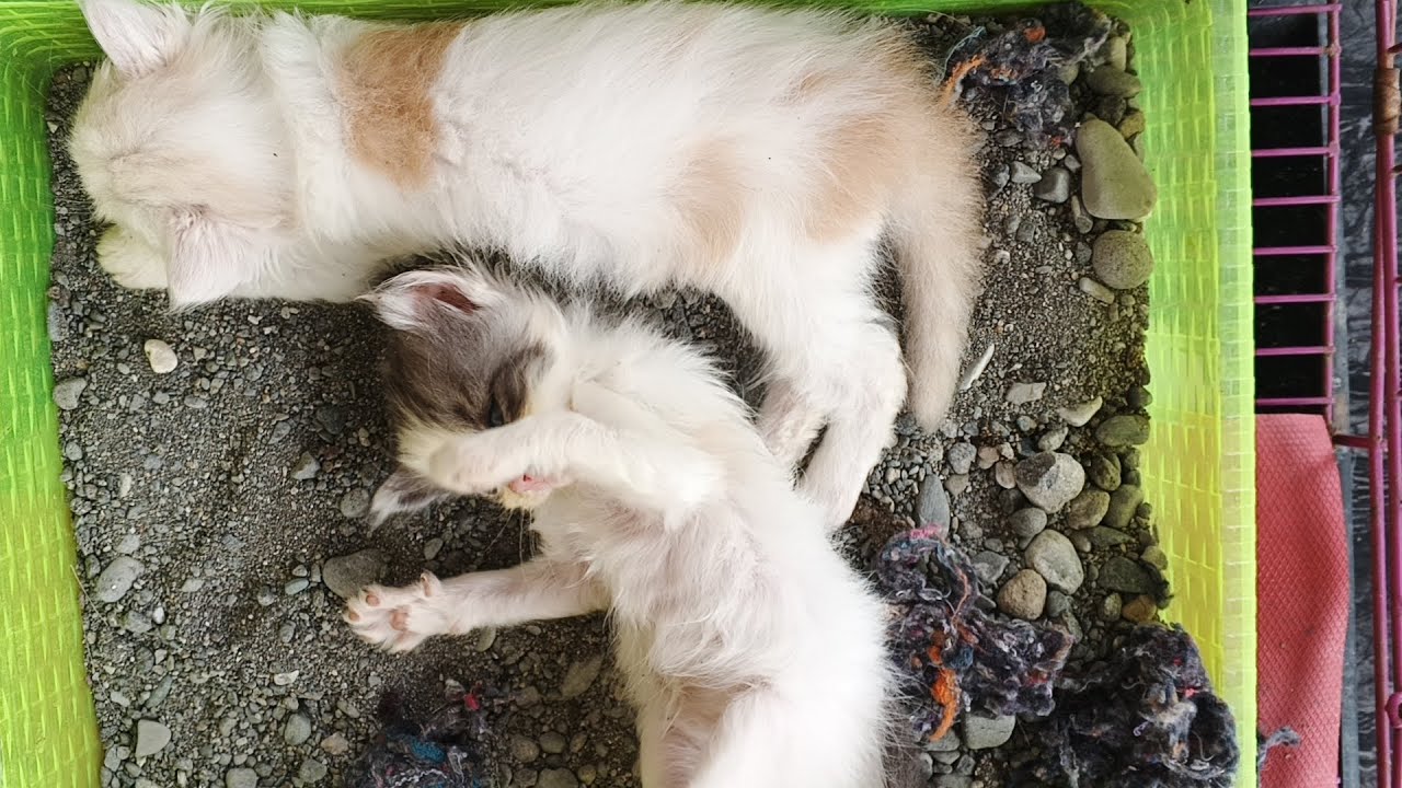Berbagai macam gaya kucing tidur‼️😂
