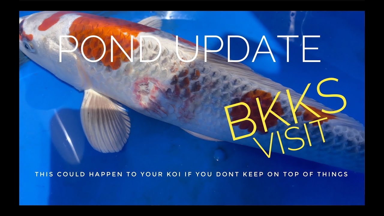 QT and pond update...National koi show