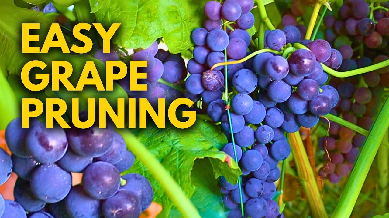 How to Prune Table Grapes for BEGINNERS