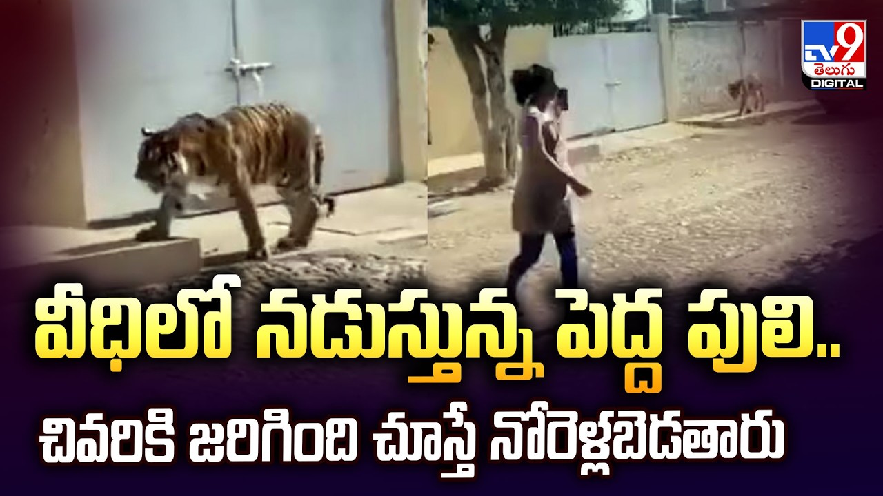 Bengal Tiger Spotted Strolling in Mexico Streets Like a Common Cat! Viral Video - TV9