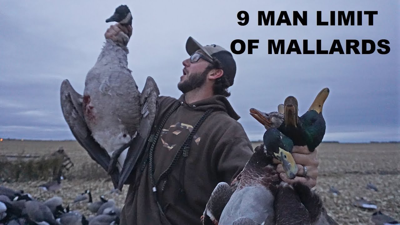 1000's of Minnesota GREENHEADS Came! Duck Hunting 2018