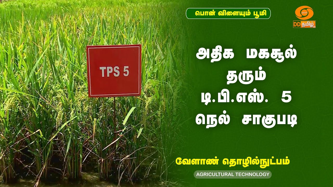 அதிக மகசூல் தரும் டி.பி.எஸ். 5 நெல் சாகுபடி | TPS 5 Rice A High Yielding non Lodging Rice Variety
