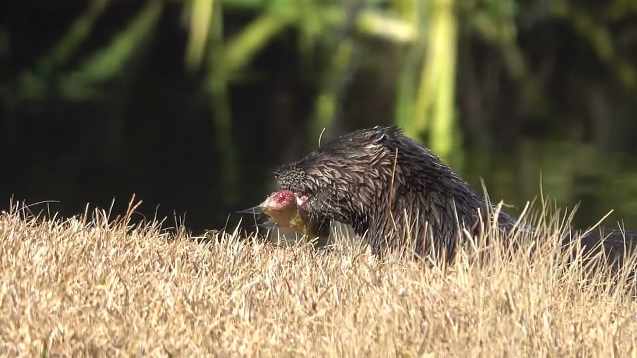 Otters Having Fun
