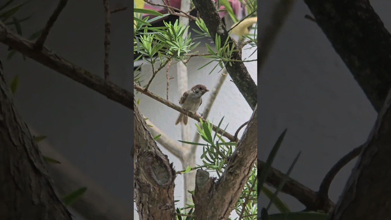 Eurasian Tree Sparrow / Passer Montanus