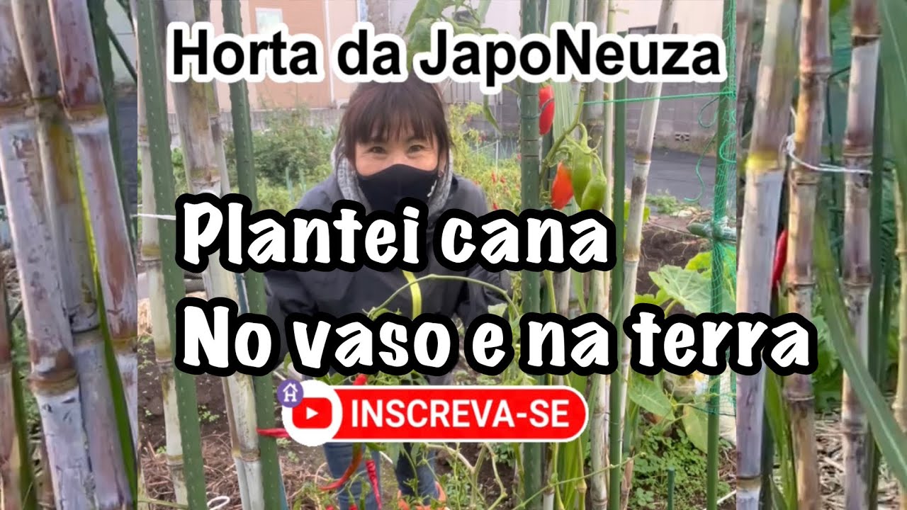 PLANTEI CANA NO VASO E NA TERRA E COMO FAÇO MUDAS@hortadajaponeuza123