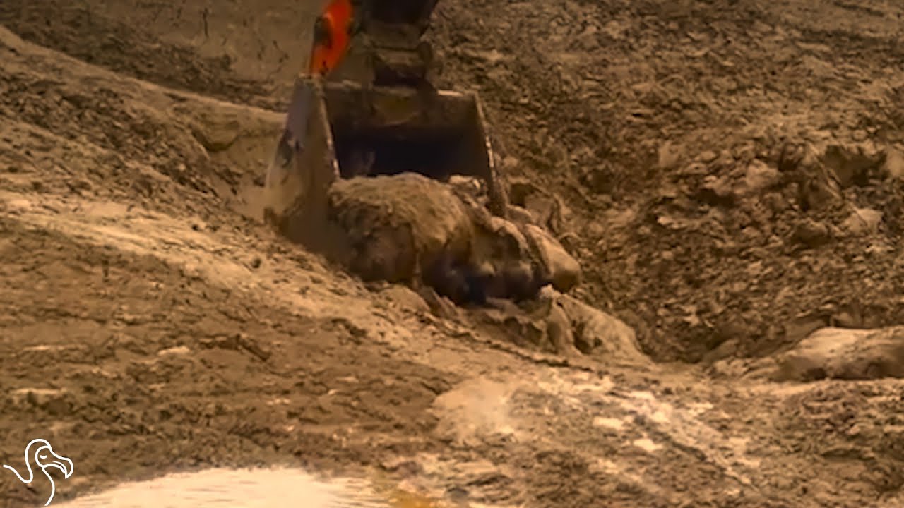 Fawn Falls Into Mud Pit And Gets Scooped Out By A Crane