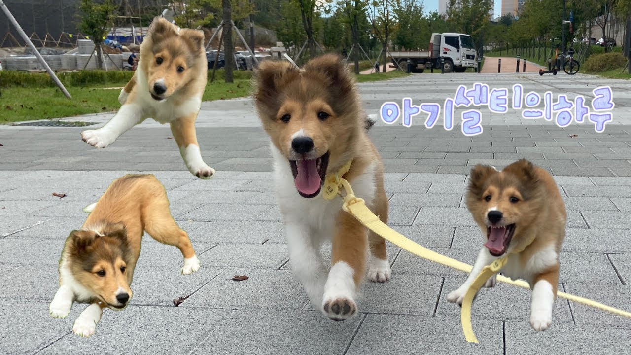 2개월 아기셀티의 평범한 일상 #3ㅣ(산책, 산책, 산책,,,,,)