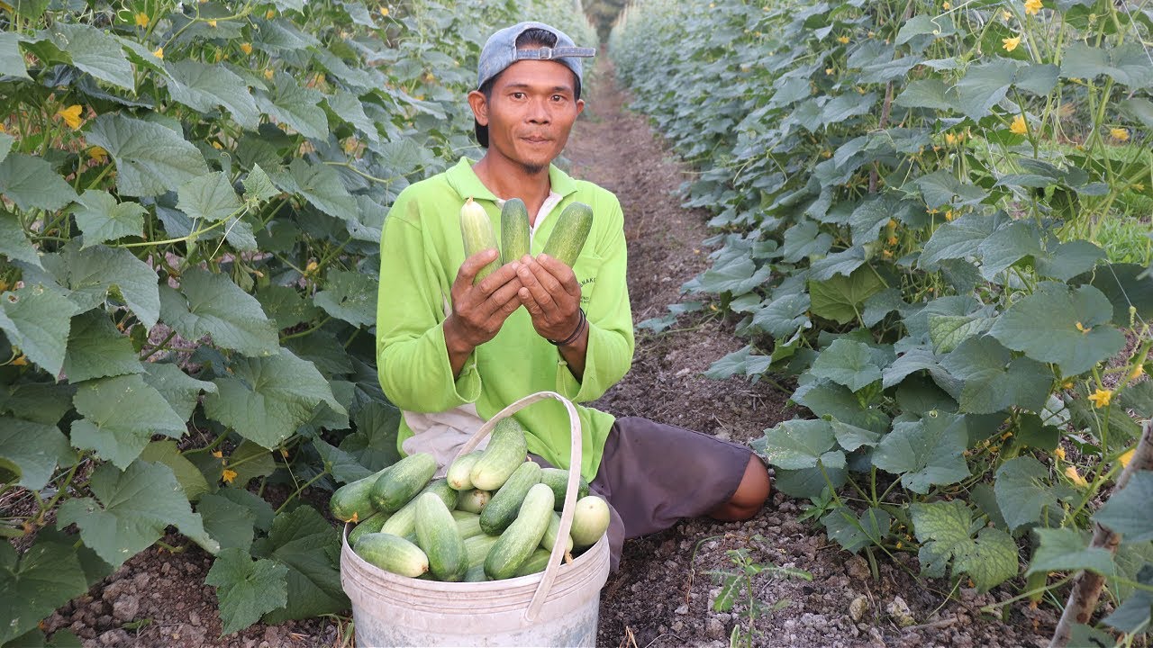 PANEN PERDANA 100KG! TIMUN MINI, OMZET MENGGIURKAN! CERITA PETANI TRANSMIGRASI MILENIAL KALIMANTAN