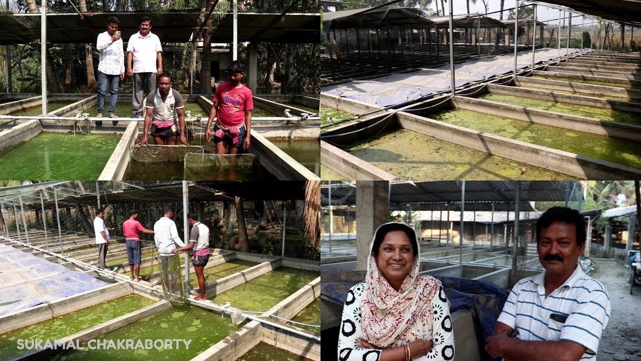 CICHLID  FISH FARM IN A VILLAGE OF WEST BENGAL INDIA  (A FAMOUS ORNAMENTAL FISH FARM)