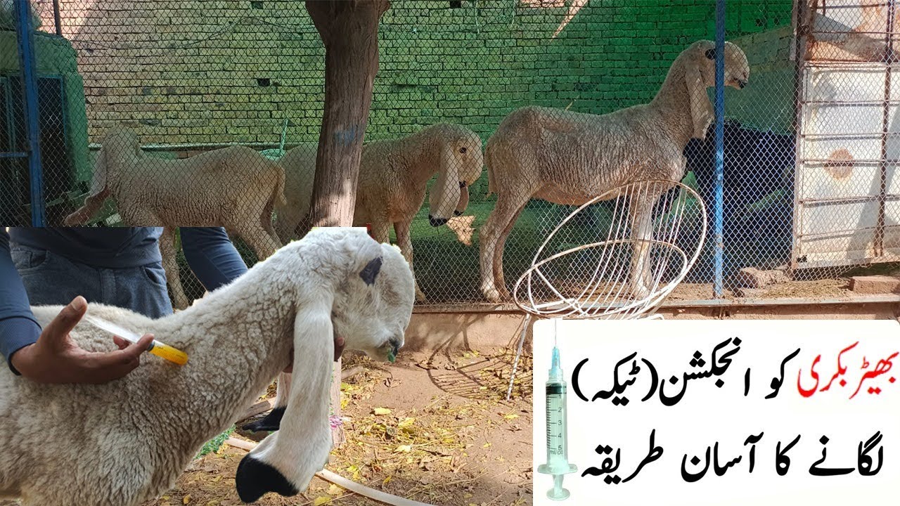 bakri ko tika lagane ka tarika | How to inject injection goat and sheep.