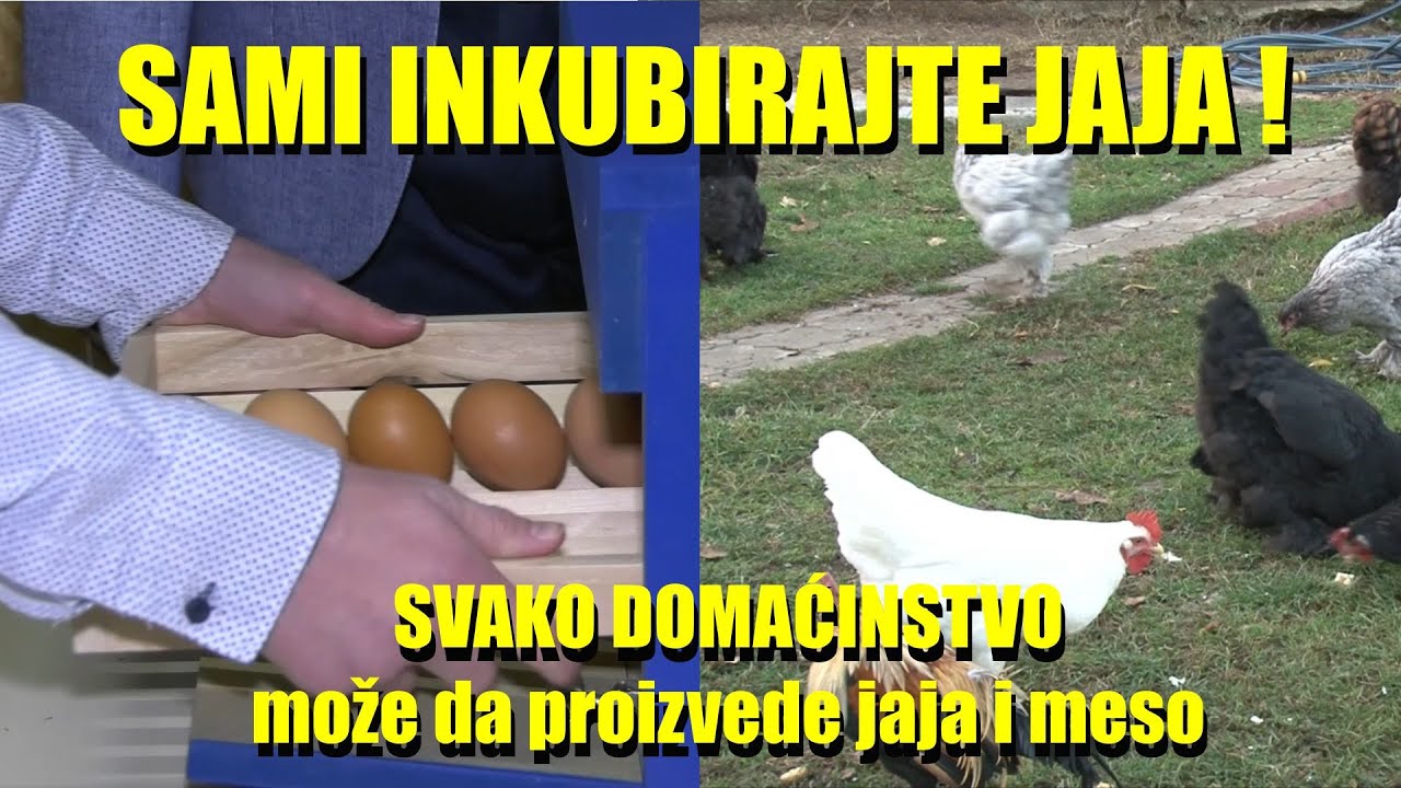 HIT za domaćinstva na selu - MALI INKUBATORI  - proizvodite SAMI ŽIVINSKO MESO - odgajite SAMI  KOKE
