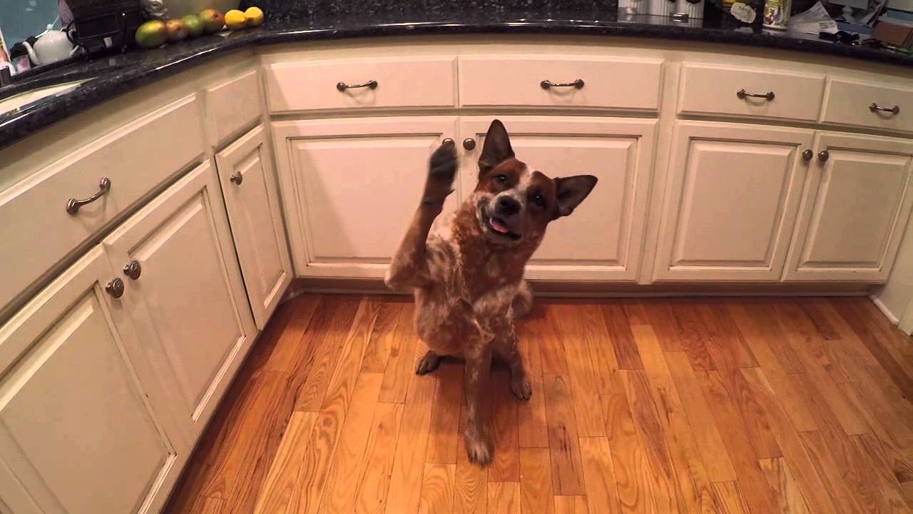 My funny and stubborn Australian cattle dog