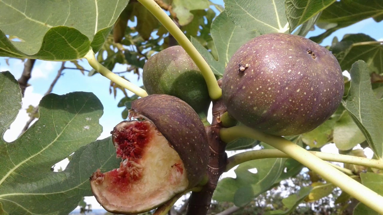 5# Quels arbres fruitiers faut-il planter au verger ? 1/3