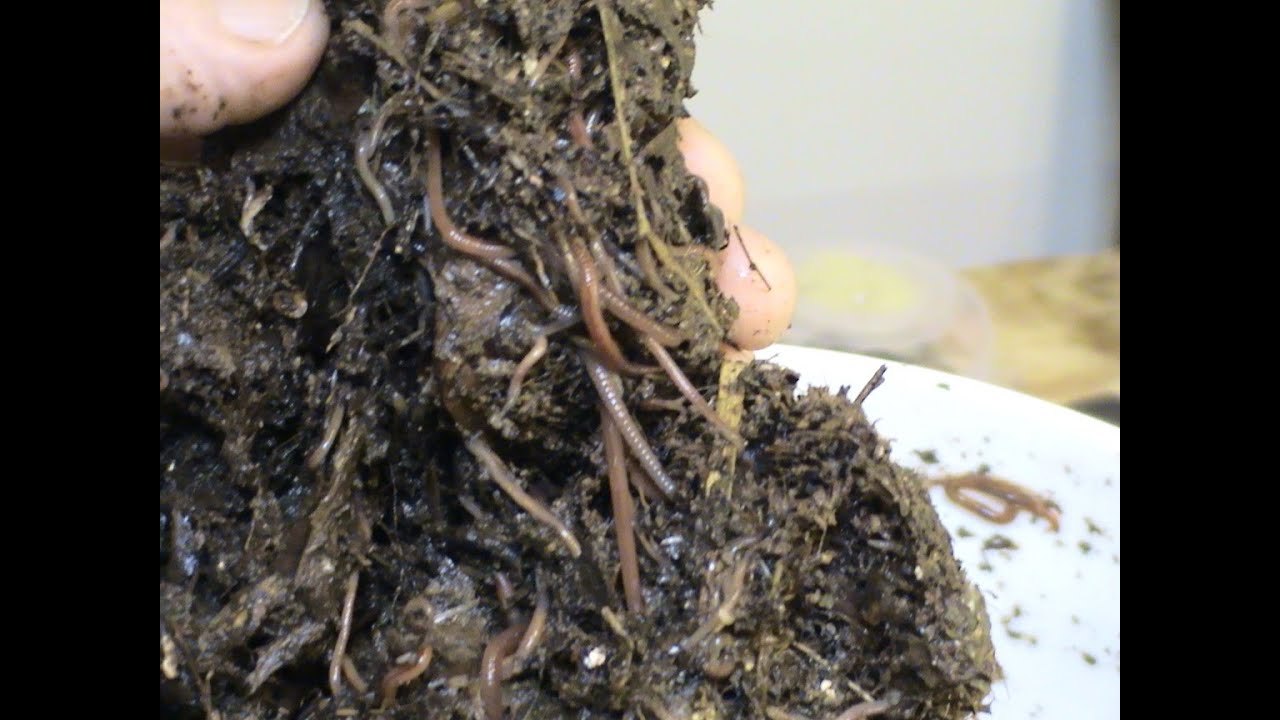 How To Find Your Own Compost Worms.