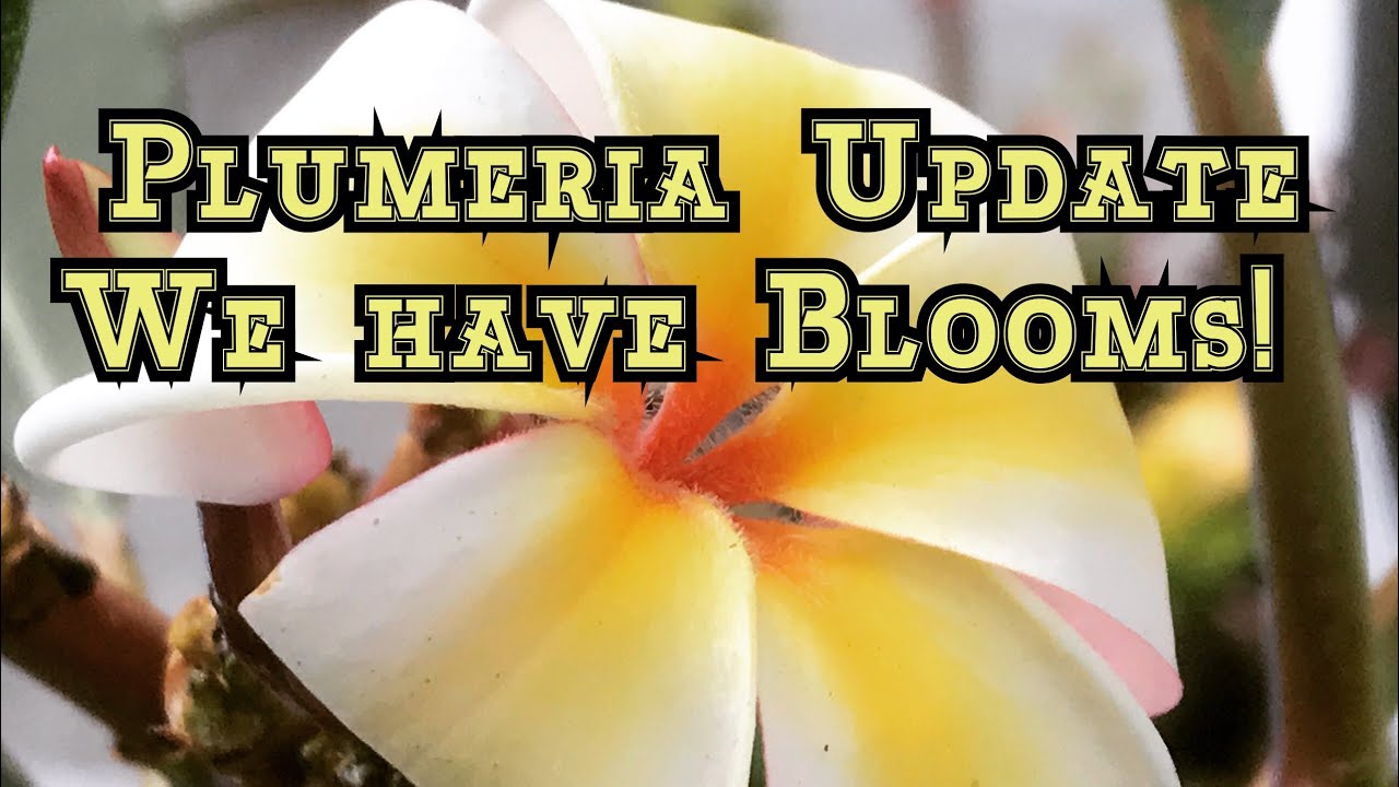 How to Bloom Pulmeria in Cold Cilmates and Winter Rest Information That Works