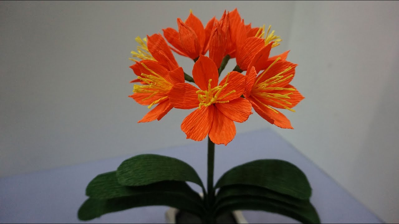 How To Make Paper Flowers - Plants & Flowers » Kaffir Lily Plant, Orange Clivia Miniata