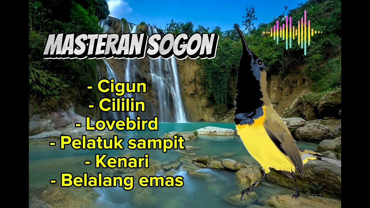 SUPER EDAN📍 MASTERAN SOGON FULL NEMBAK ISIAN MANTAP . #sogongacor #masteransogon #sogon