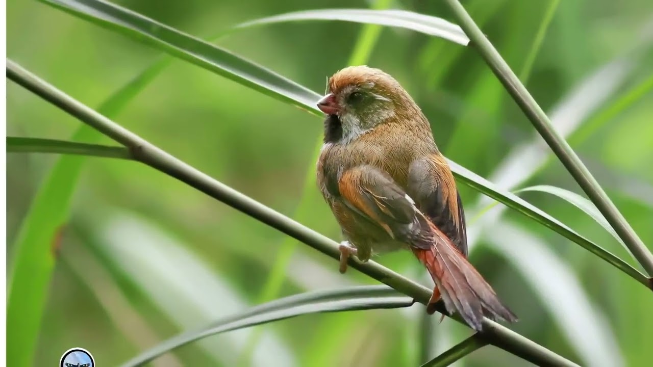 風淒淒意綿綿   竹笛  2023 07 31　黃羽鸚嘴 　於塔塔加