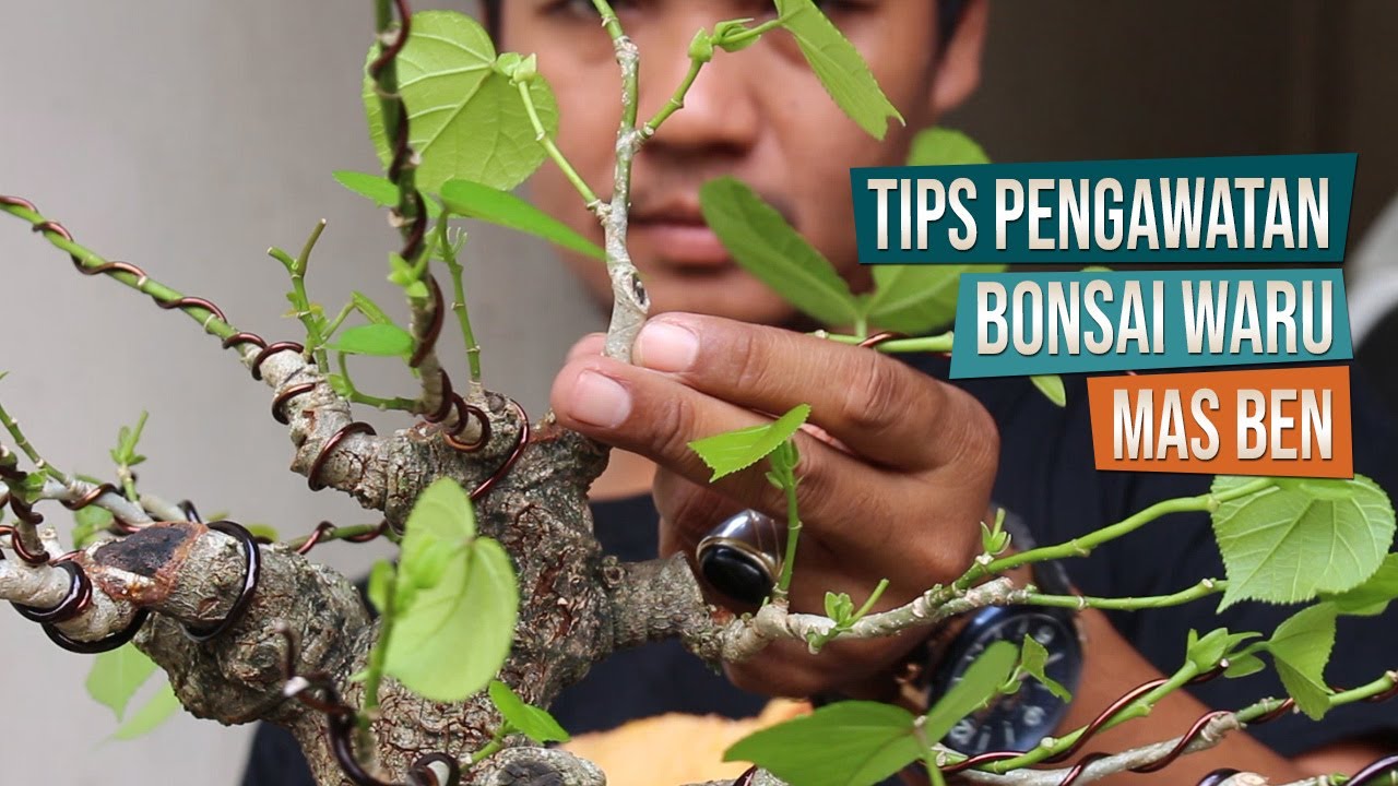 Tips Cara Pengawatan Dan Pembentukan Anak Cabang Bonsai Waru Bersama Mas Ben Piyungan