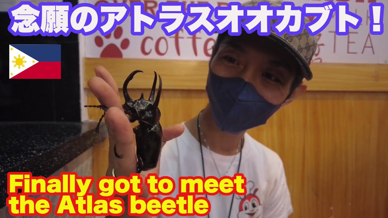 アンヘレス アラヤット山 登山。念願のアトラスオオカブトを手に大興奮！フィリピン昆虫採集 We finally got to meet our dream, the Atlas beetle!!