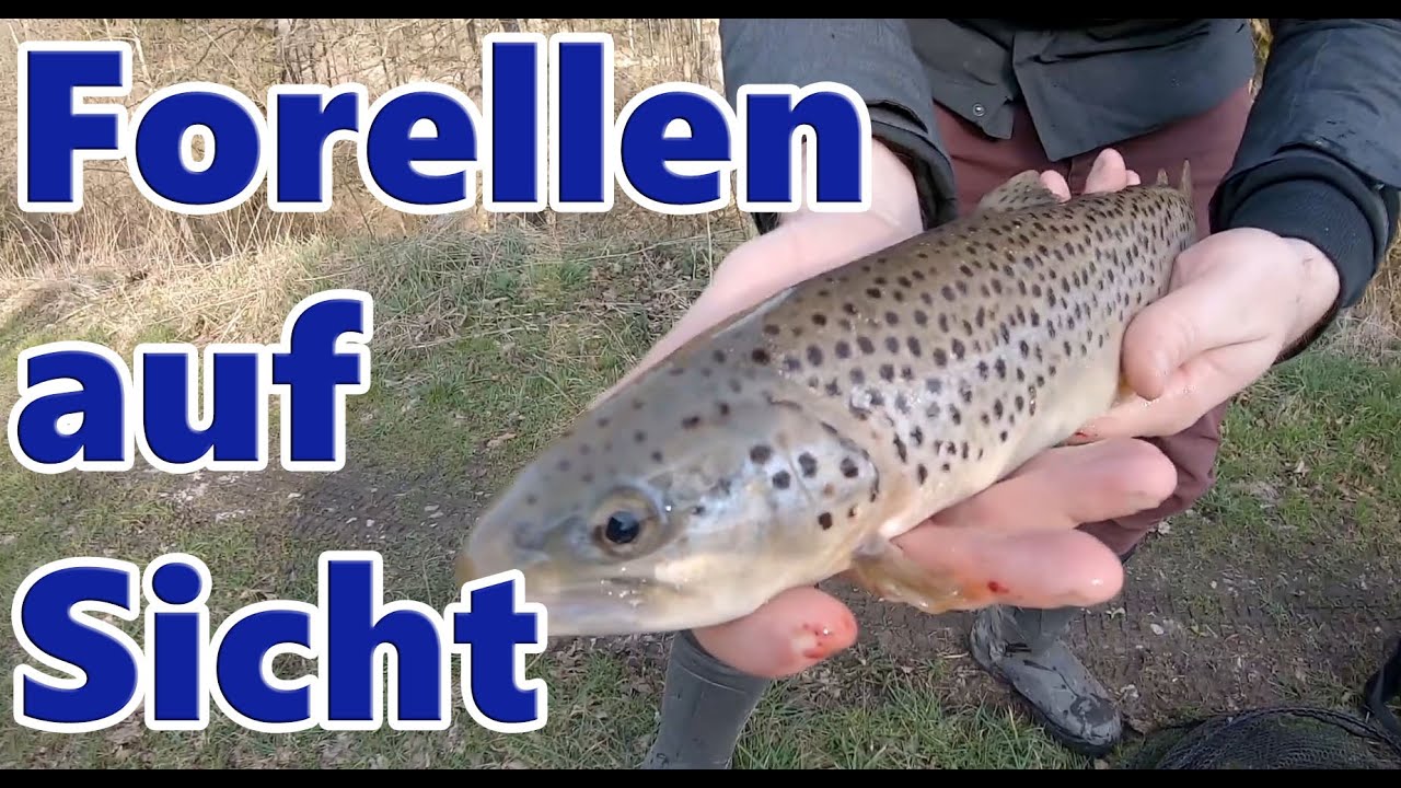 Forellen auf Sicht - Unglaublicher Angelspot