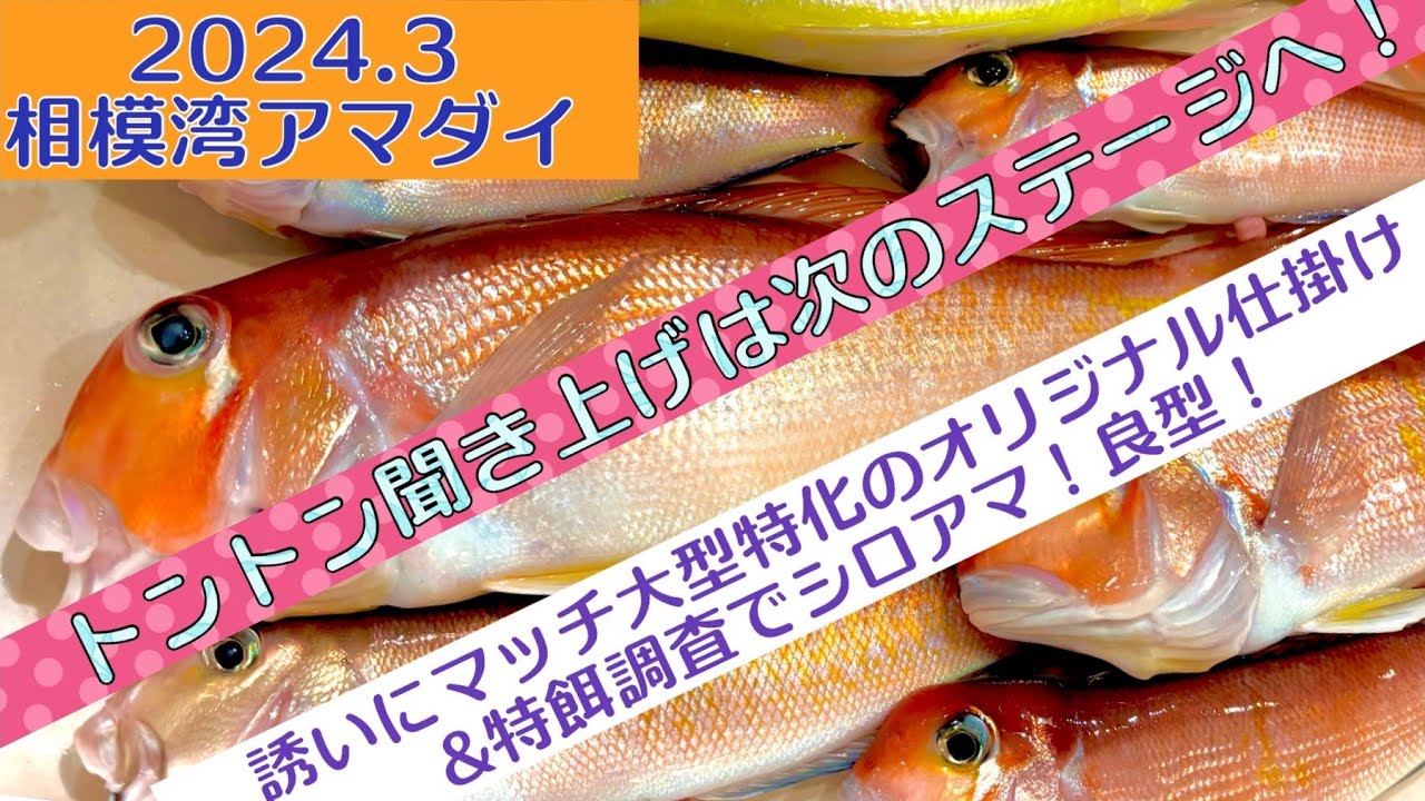 相模湾アマダイ！オリジナル仕掛けと特餌調査でシロアマ&良型(´∀｀)