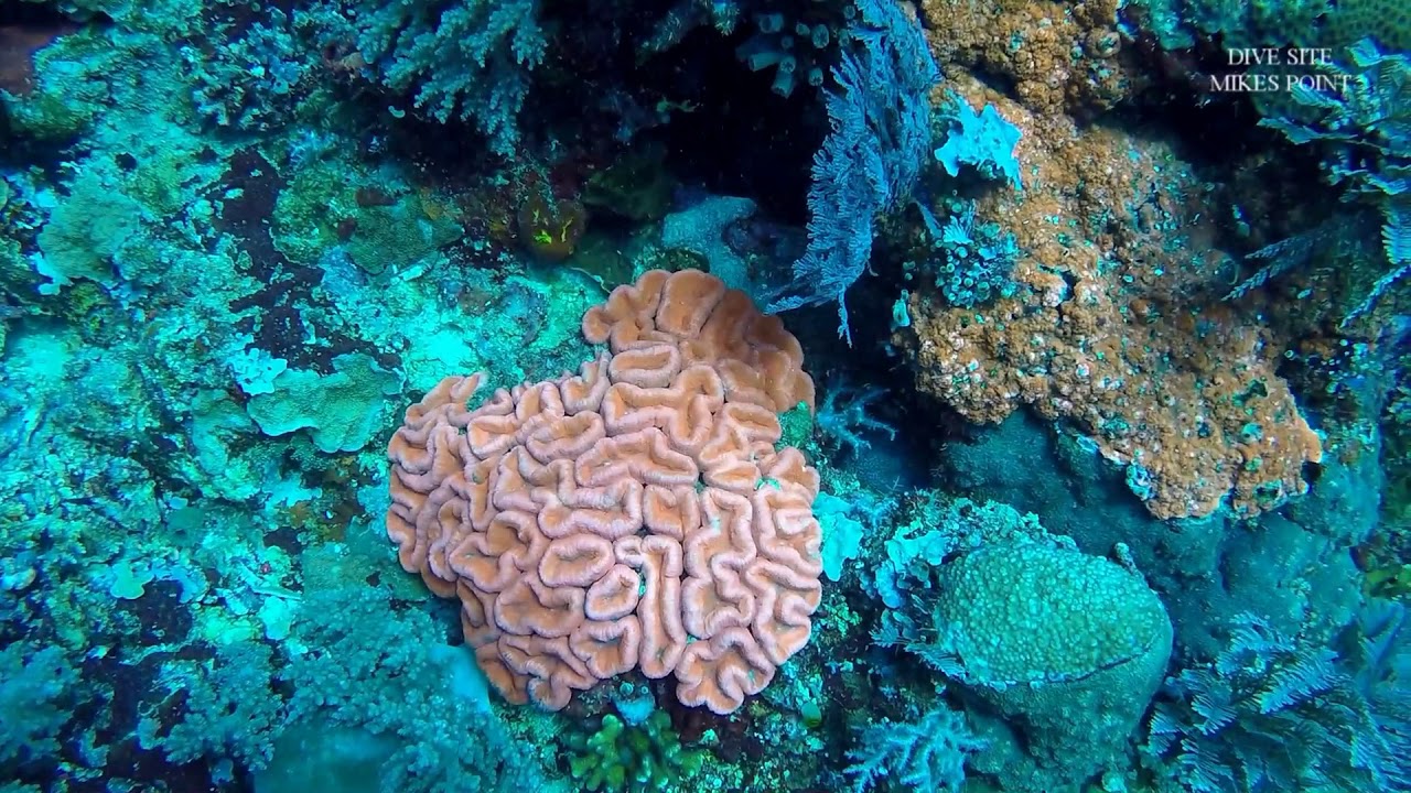 ДАЙВИНГ DIVE SITE MIKES POINT | DIVING INDONESIA NORTH SULAWESI ISLAND BUNAKEN