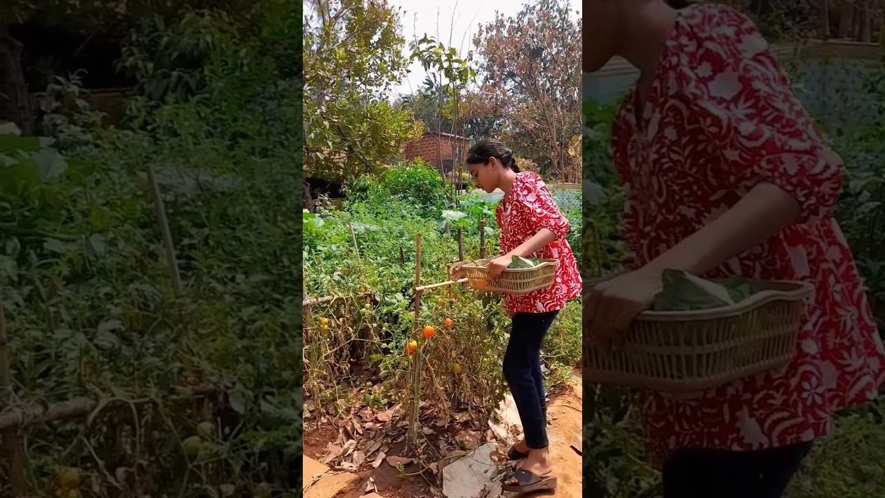 mini vlog 36 #kokan #villagelife #vegetables #harvest #minivlog #marathivlog #shortsfeed #ytshorts