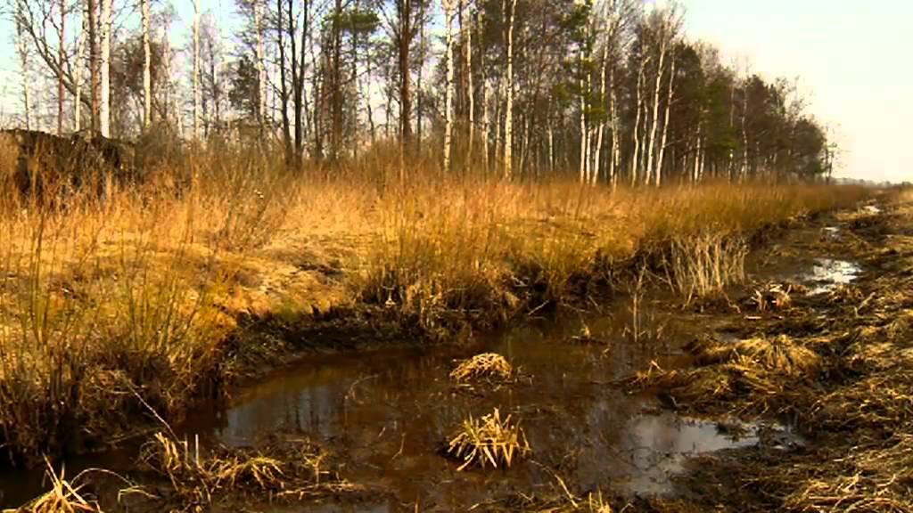 GINĄCE TORFOWISKA