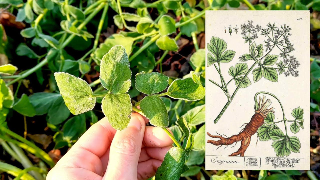 Finding Edible Wild Plants Downtown - Alexanders & Chickweed