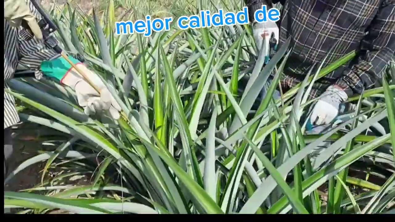 Induccion de la piña md2👍🍍